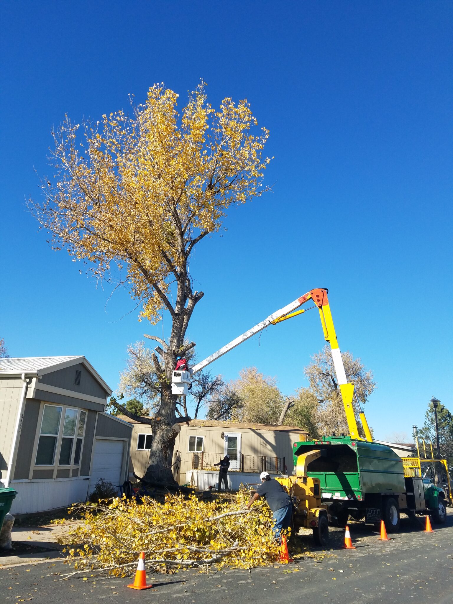 tree service near me