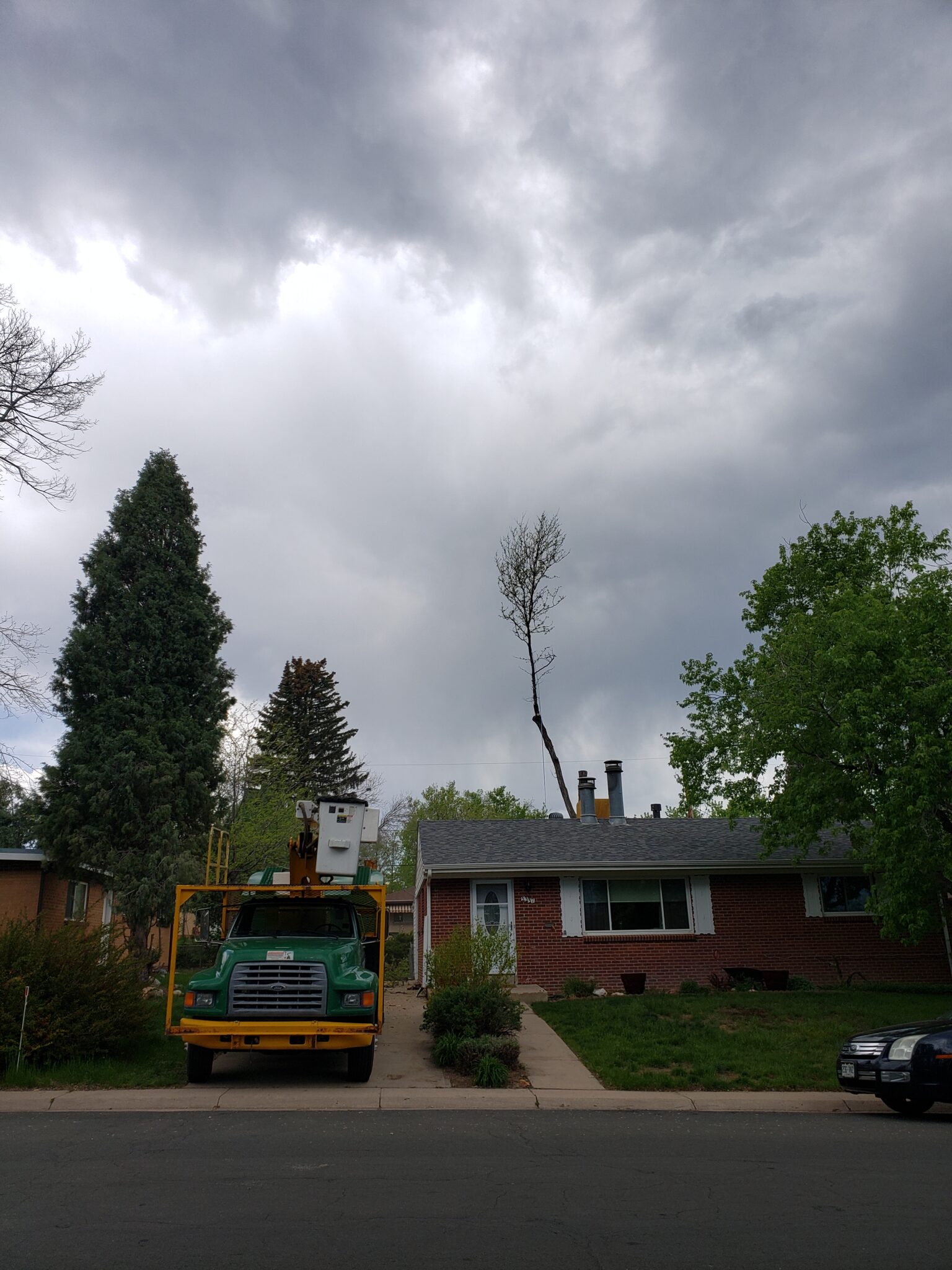 best tree service near me