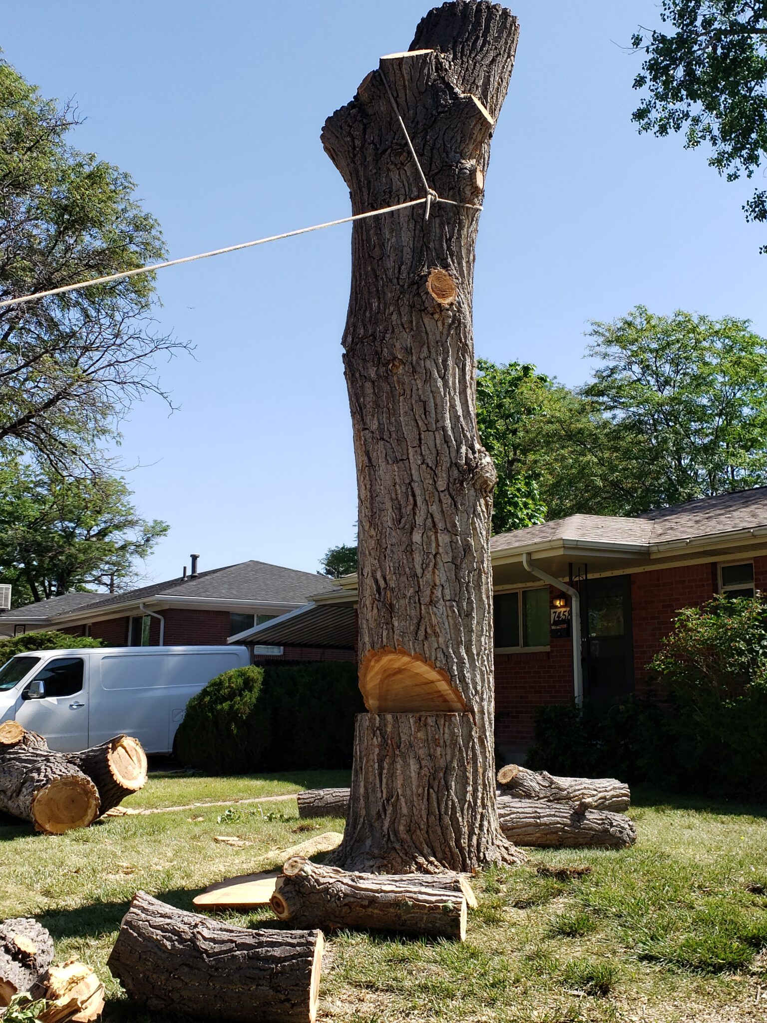 tree care near me