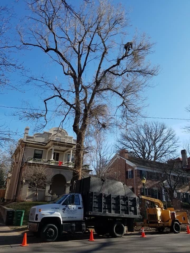 tree removal near me