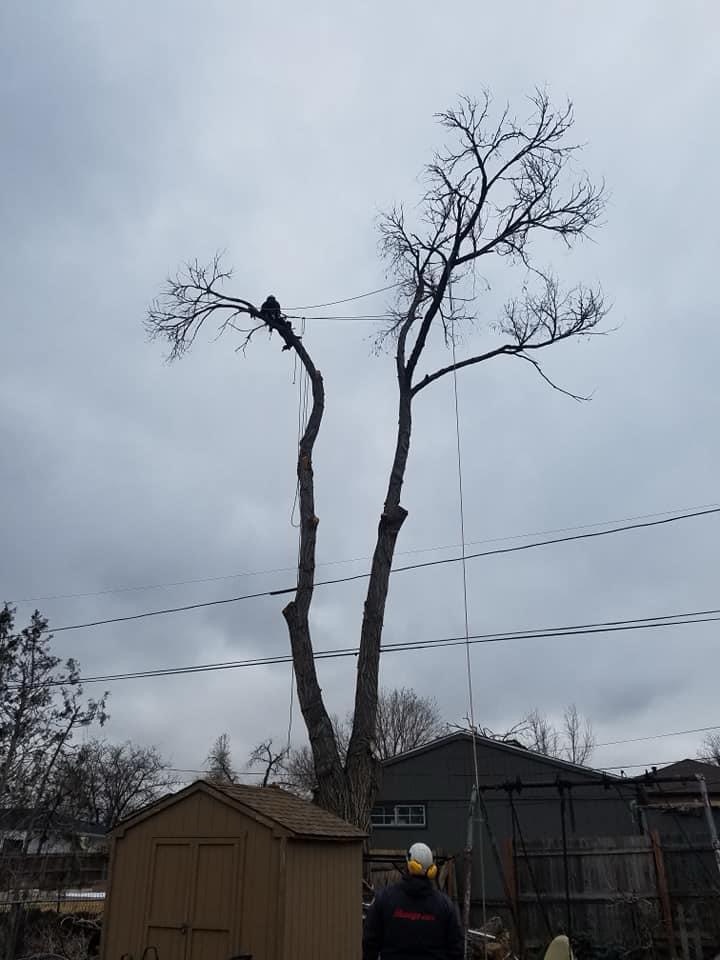 Large tree service Denver